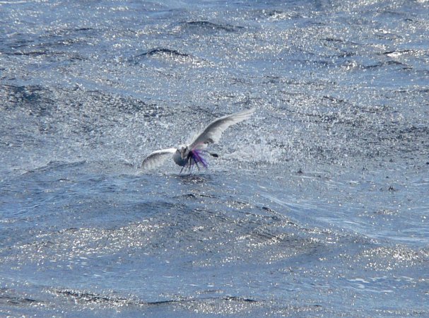 14- On a peche un oiseau 
